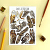 Alexia Claire | Owls of Britain | Postcard | Conscious Craft